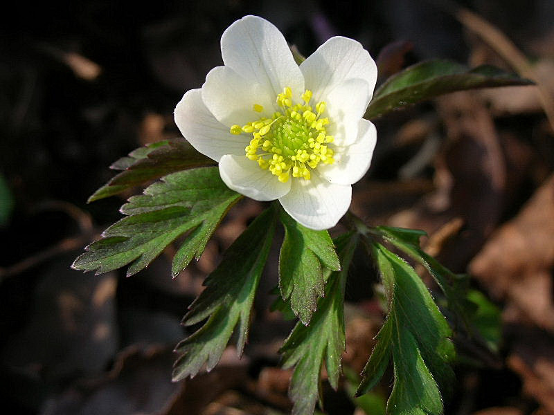 Anemonoides nemorosa / Anemone bianca